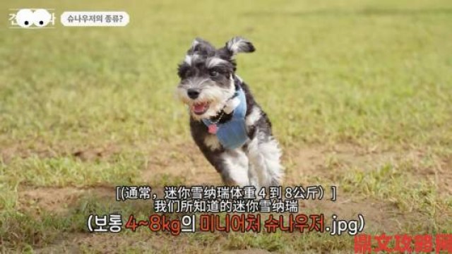 更新|光与夜之恋犬与好天气雪纳瑞篇通关攻略