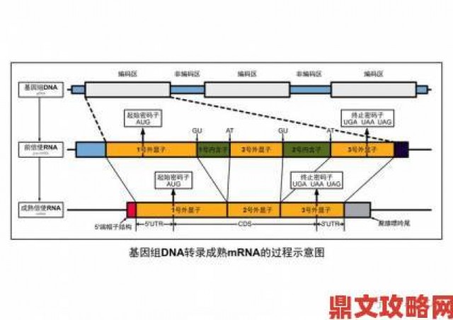 玩法|人类基因密码里那些无人知晓的序列究竟预示着什么未来