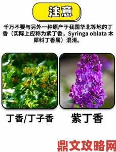 久久丁香香气利用指南自制丁香香包与精油的家庭制作法