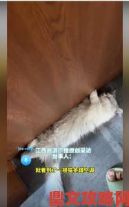 萌猫遇嫩模 夹猫场景引热议