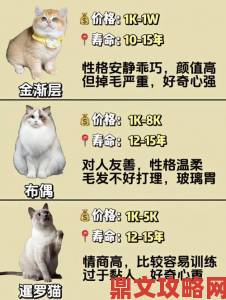 成人猫咪最新地域网名趋势揭秘当代铲屎官的脑洞天花板