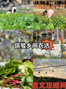 拔萝卜打扑克背后故事传统农活如何转型年轻化体验