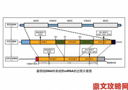 人类基因密码里那些无人知晓的序列究竟预示着什么未来