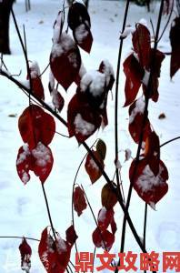 雪花飘电影手机在线播放免费观影全流程避坑技巧分享