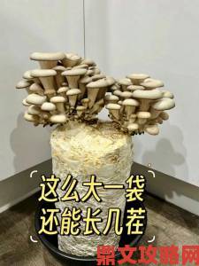 老版蘑菇短视频免费安装包在哪获取附安装详细教程