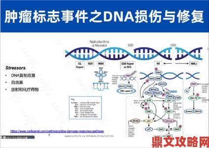 美国人与猪的dna研究新发现科学团队公开技术难点与破解方法