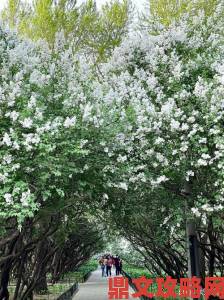 丁香花免费高清视频完整版拍摄现场曝光制作细节首度公开