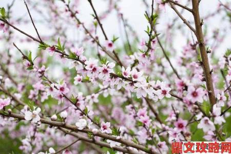 国色天香桃花朵朵开背后你不知道的生态保护故事