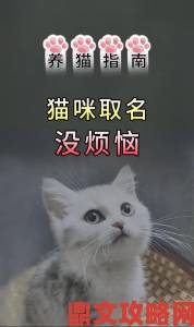 用户举报频发猫咪最新永久地域网名推荐暗藏哪些法律雷区